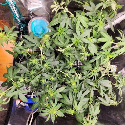 Royal Highness growlog timeline photo