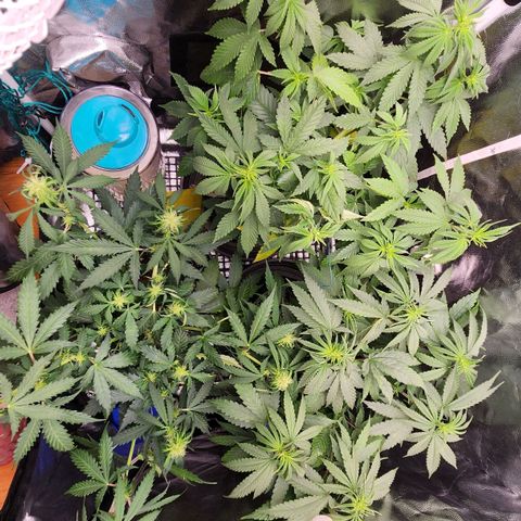 Royal Highness growlog timeline photo