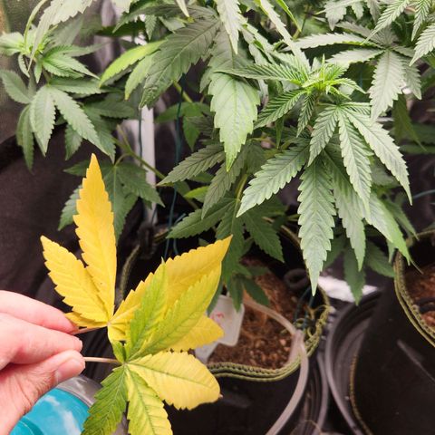 Royal Highness growlog timeline photo