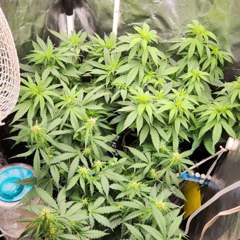 Royal Highness growlog photo: Pós flush