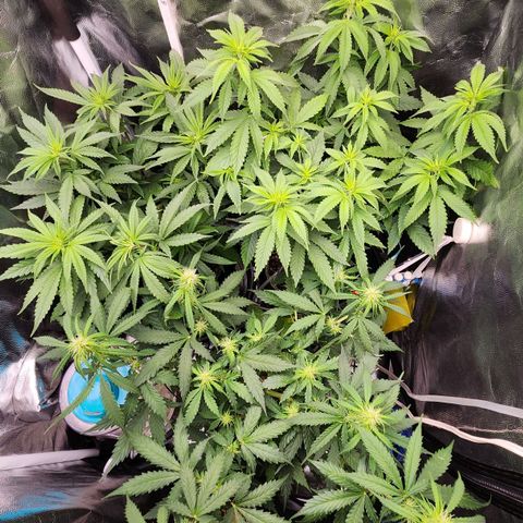 Royal Highness growlog photo: Pós flush
