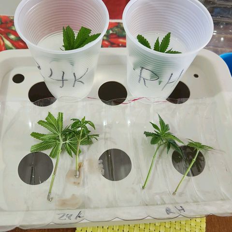 Royal Highness growlog photo: Clones