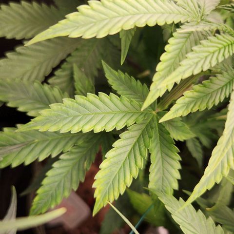 Royal Highness growlog timeline photo
