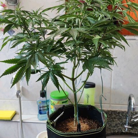24K Gold  growlog photo: Desfoliação lollipoling 