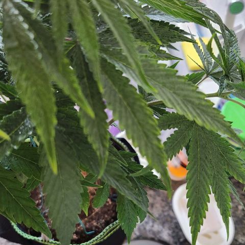 24K Gold  growlog photo: Desfoliação lollipoling 