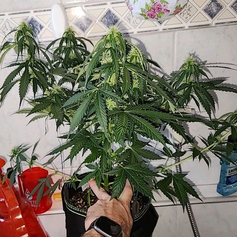 Sour Diesel Auto growlog timeline photo