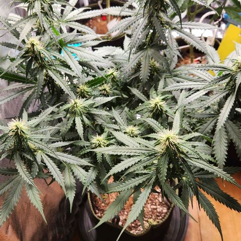 Sour Diesel Auto growlog timeline photo