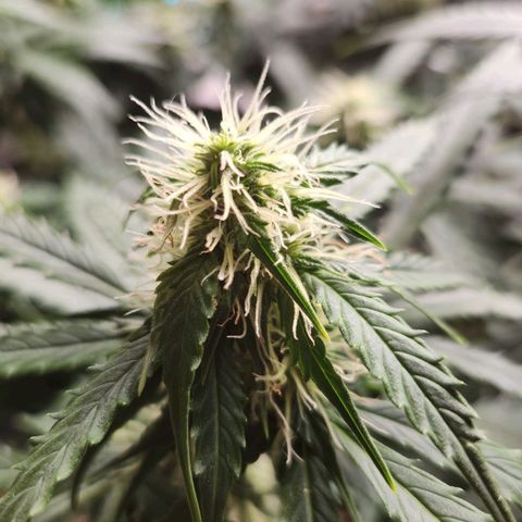 Sour Diesel Auto growlog timeline photo