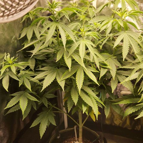 Royal Highness growlog timeline photo