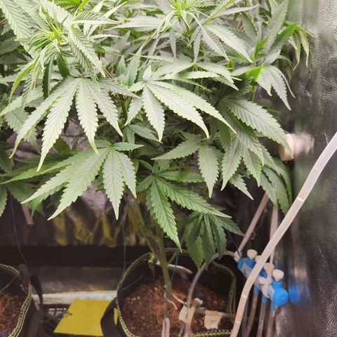 24K Gold  growlog timeline photo