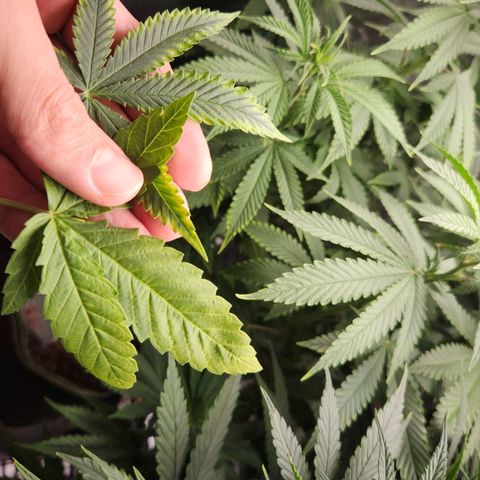 Royal Highness growlog timeline photo