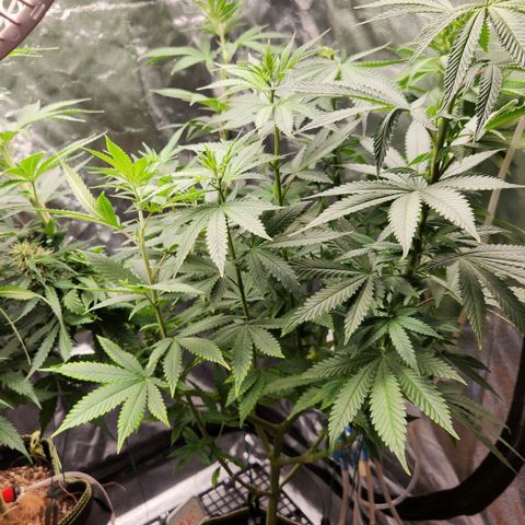 Royal Highness growlog photo: Podas top + amarras mto esticada