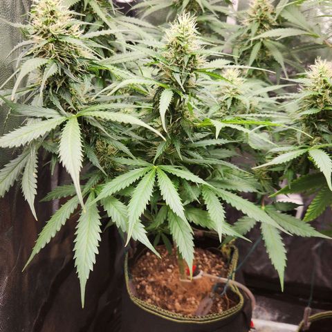 Sour Diesel Auto growlog timeline photo