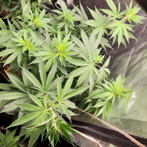Royal Highness growlog photo: Podas top + amarras mto esticada
