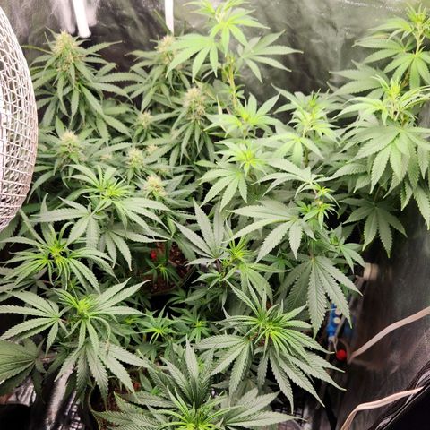 Royal Highness growlog timeline photo