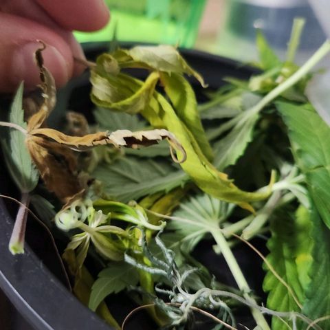 Royal Highness growlog timeline photo