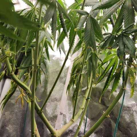 Royal Highness growlog photo: Folhas murchas (falta rega)