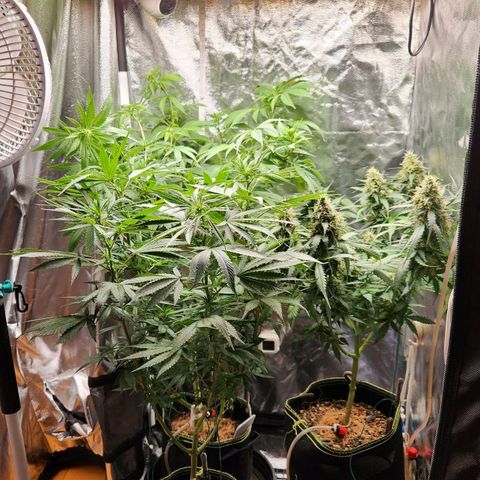 Royal Highness growlog timeline photo