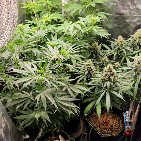 Royal Highness growlog timeline photo