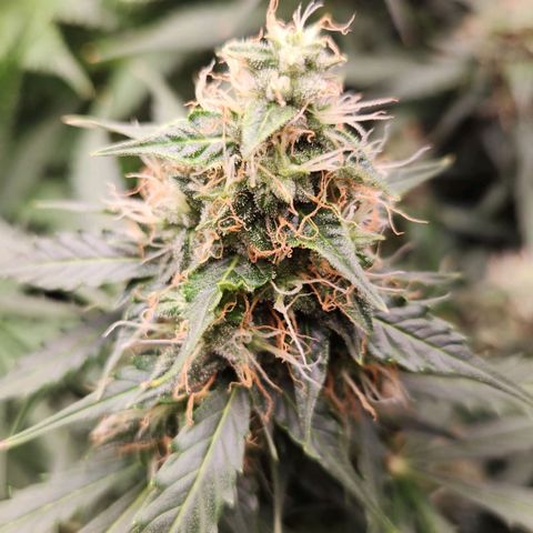 Sour Diesel Auto growlog timeline photo