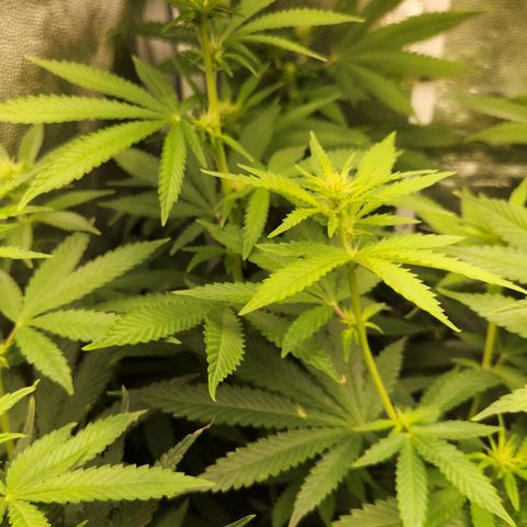 Royal Highness growlog timeline photo