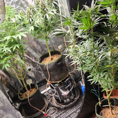 Royal Highness growlog photo: Pré desfolhar leve