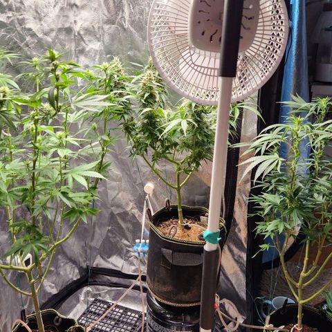 Royal Highness growlog photo: Pós desfoliação 