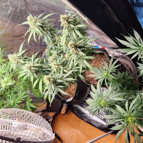 Royal Highness growlog photo: Pós desfoliação 