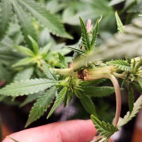 Royal Highness growlog photo: Galho recuperando 
