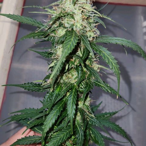 Sour Diesel Auto growlog photo: Bud teste 20g