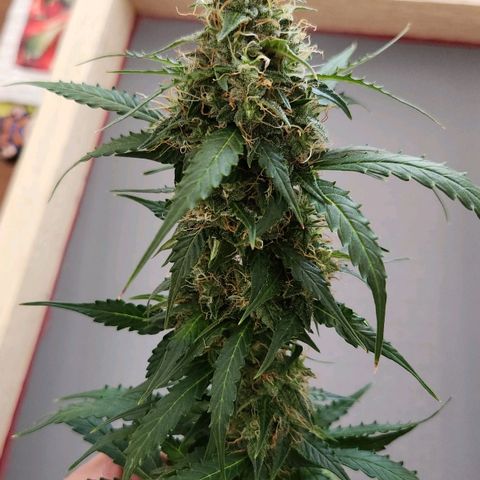 Sour Diesel Auto growlog photo: Bud teste 20g
