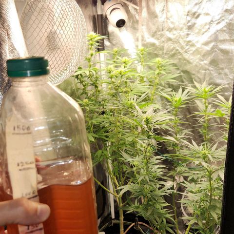 Royal Highness growlog photo: Rega 1L nutrientes semana