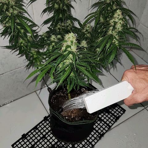 Sour Diesel Auto growlog photo: Flush