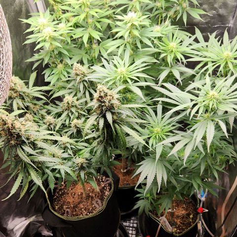 Royal Highness growlog timeline photo