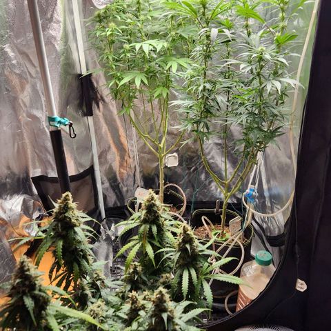 Royal Highness growlog photo: Pré poda