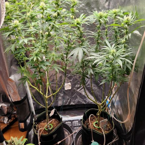 Royal Highness growlog timeline photo