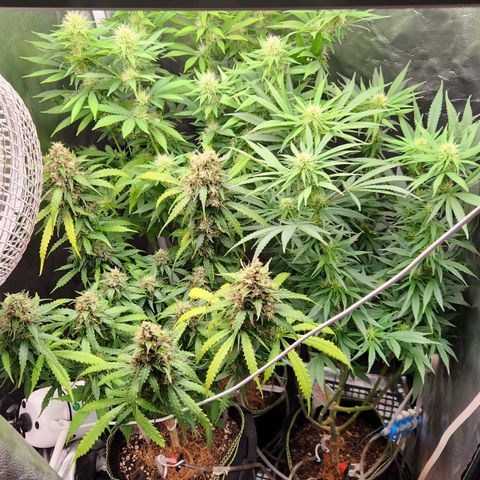 Royal Highness growlog timeline photo