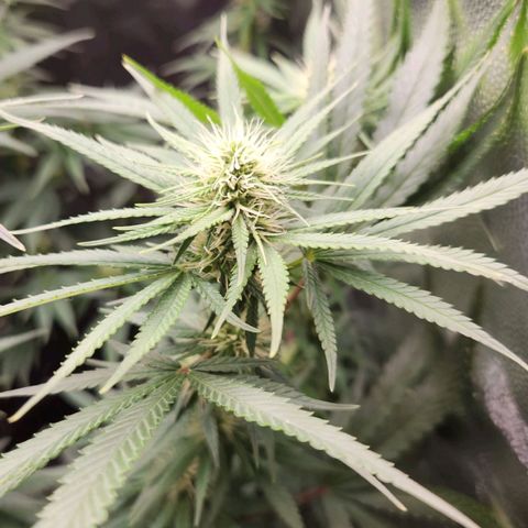 24K Gold  growlog timeline photo