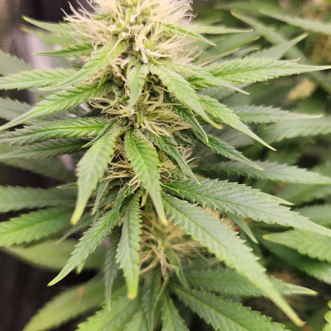 Royal Highness growlog timeline photo