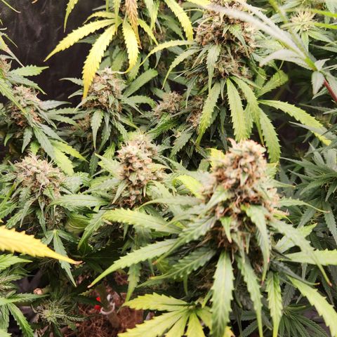 Sour Diesel Auto growlog timeline photo