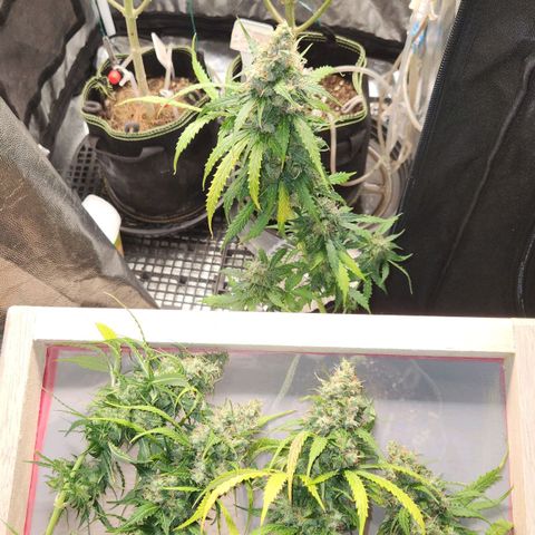 Sour Diesel Auto growlog timeline photo