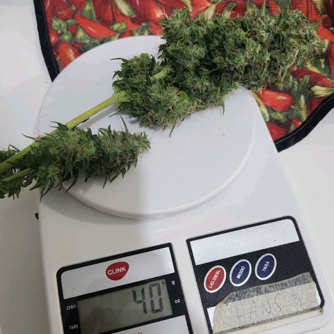 Sour Diesel Auto growlog photo: 40g wet