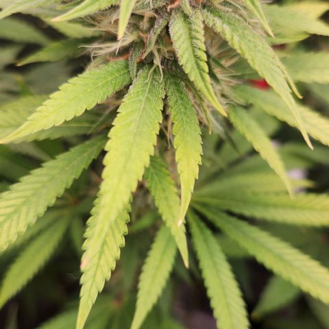 Royal Highness growlog photo: Folhas topo amarelo entreveios pontas queimadas