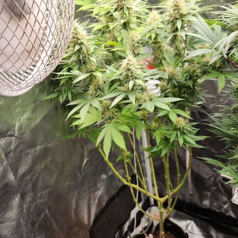 Royal Highness growlog photo: Folhas topo amarelo entreveios pontas queimadas