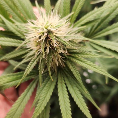 24K Gold  growlog photo: Linda verde saudável amarelo fraco e ponta leve