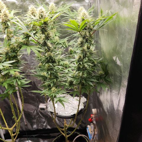 24K Gold  growlog photo: Linda verde saudável amarelo fraco e ponta leve