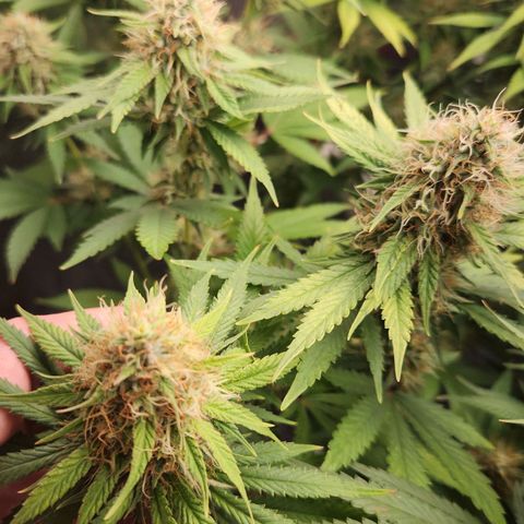 Royal Highness growlog photo: Pistilos marrons aparecendo 
