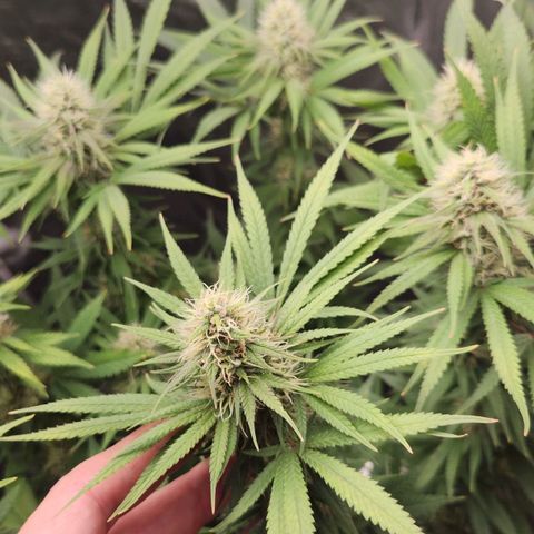 24K Gold  growlog photo: Poucos pistilos marrons