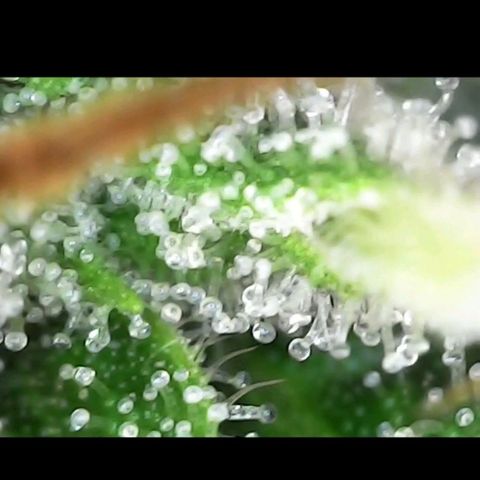 Royal Highness growlog timeline photo
