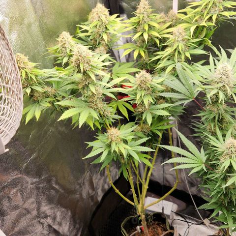 Royal Highness growlog timeline photo